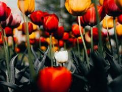 这四大星座男就喜欢强势的女生！