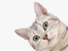 家里来猫预示什么风水吉凶