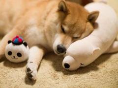 元月三十号是什么星座