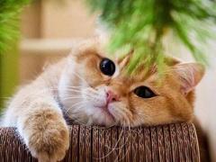 2004年阴历3月3日是什么星座