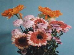 7月21号出生什么星座是什么