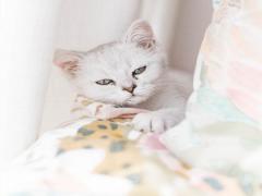 7月6日农历是什么星座