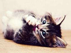 猪来穷狗来富猫来开当铺 猫到底是招财还是来灾