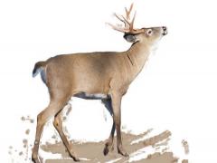 客厅挂画禁忌鹿风水 客厅挂画有什么讲究