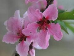 门前种桃树好不好风水 门前种桃树有什么说法吗