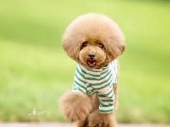 养白狗对主人不吉利吗 家里养狗有哪些说法